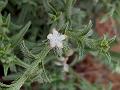 Few-Flowered Bushy Bugloss